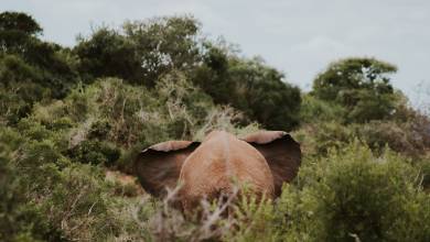 Cape Town & the Garden Route