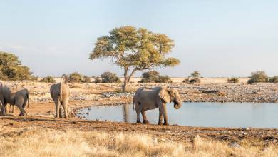 Botswana & Namibia: Delta & Dunes