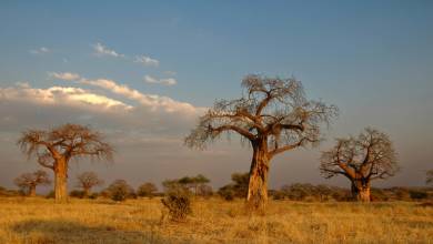 Safari Add-on Tour after Rongai Route