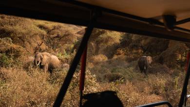 Safari Add-on Tour after Rongai Route