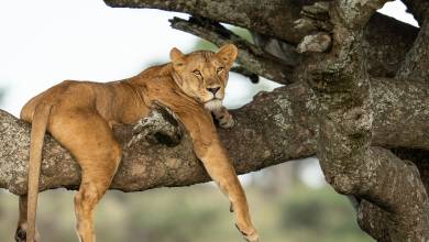 Safari Add-on Tour after Rongai Route