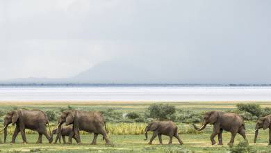 Safari Add-on Tour after Rongai Route