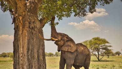 Safari Add-on Tour after Rongai Route