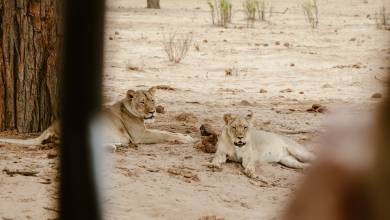 Botswana & Zimbabwe Lodge Safari