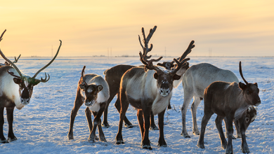 Finnish Wilderness Week