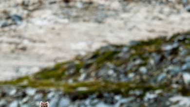 Spitsbergen Circumnavigation: A Rite of Passage