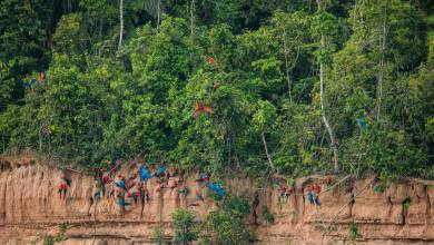 Amazon Rainforest Add-on (post-tour, from Lima)