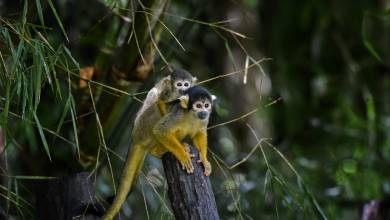 Amazon Rainforest Add-on (post-tour, from Lima)