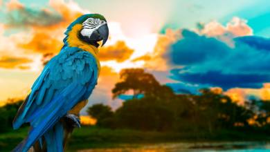 Amazon Rainforest Add-on (post-tour, from Lima)