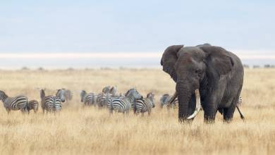 Safari Add-on Tour – after Lemosho Route