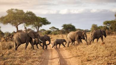 Safari Add-on Tour – after Lemosho Route