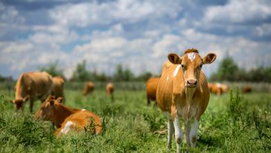 Walking in Jersey, Guernsey and Sark