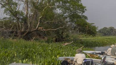 Pantanal – Land of the Jaguar