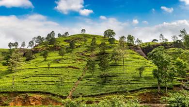 Sri Lankan Highlights