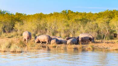Southern Africa Safari: Kruger & Coast