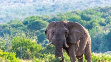 Southern Africa Safari: Kruger & Coast