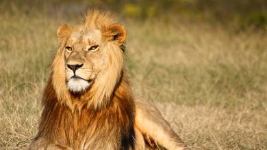 Southern Africa Safari: Kruger & Coast