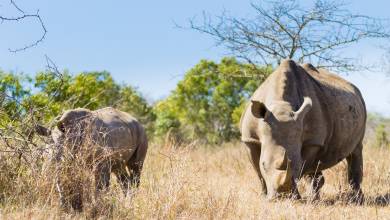 Southern Africa Safari: Kruger & Coast