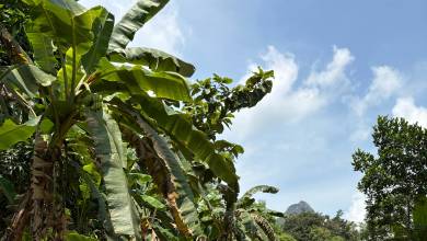 Sri Lanka: Wonders & Wildlife – Premium Adventure