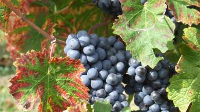 Cycle the Loire Valley