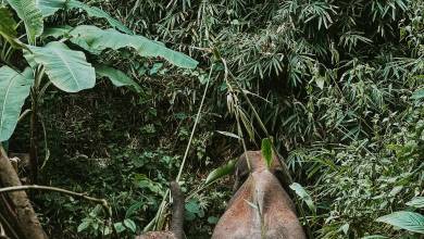 Thailand Family Adventure