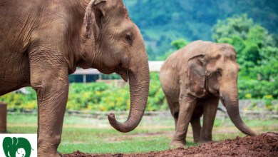 Highlights of Northern Thailand