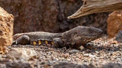Highlights of El Hierro Walk