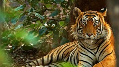 India’s Taj Mahal and Tigers – Premium Adventure