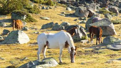 Walking the Rugged Pyrenees of Andorra