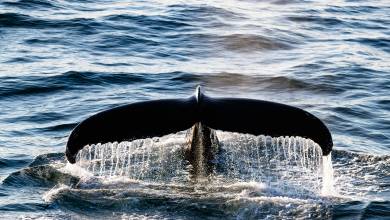 South Greenland Adventure: The Majestic Alpine Arctic