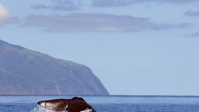 Island Hopping in the Azores