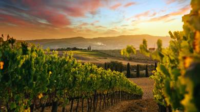 Discover Tuscany: Culture, Food & Wine