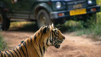 Colours of Rajasthan