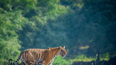 India’s Taj Mahal and Tigers – Premium Adventure