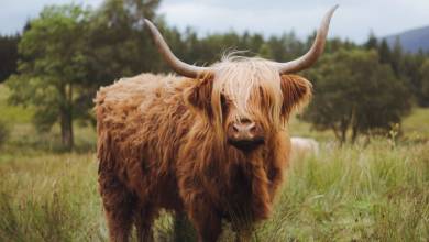 Classic Scotland: Edinburgh to the Highlands