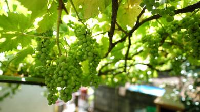 Discover Northern Portugal – Premium Adventure