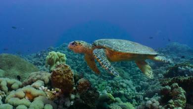 Kingdoms of Jordan – Premium Adventure