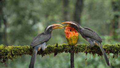 Discover South India – Premium Adventure