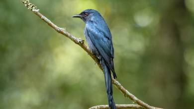 Discover South India – Premium Adventure