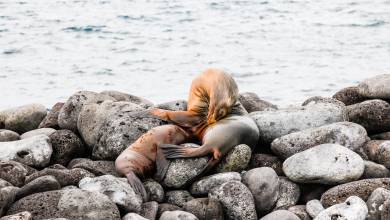 Highlights of Ecuador & the Galapagos