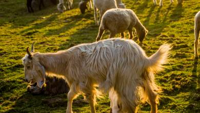 Foothills of the Himalaya