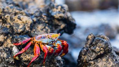 Highlights of Ecuador & the Galapagos