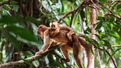 Highlights of Ecuador & the Galapagos