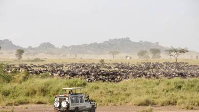 Tanzania Safari Adventure