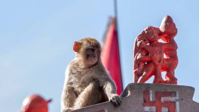 Foothills of the Himalaya