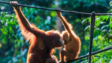 Borneo Wildlife Discoverer