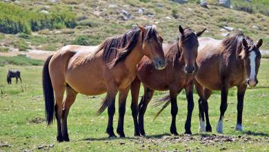 Trek the GR20 of Corsica