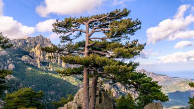 Trek the GR20 of Corsica