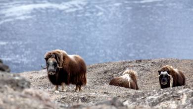 Iceland to Greenland: Total Solar Eclipse (13 days)