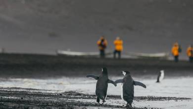 Antarctic Express: Cruise South, Fly North